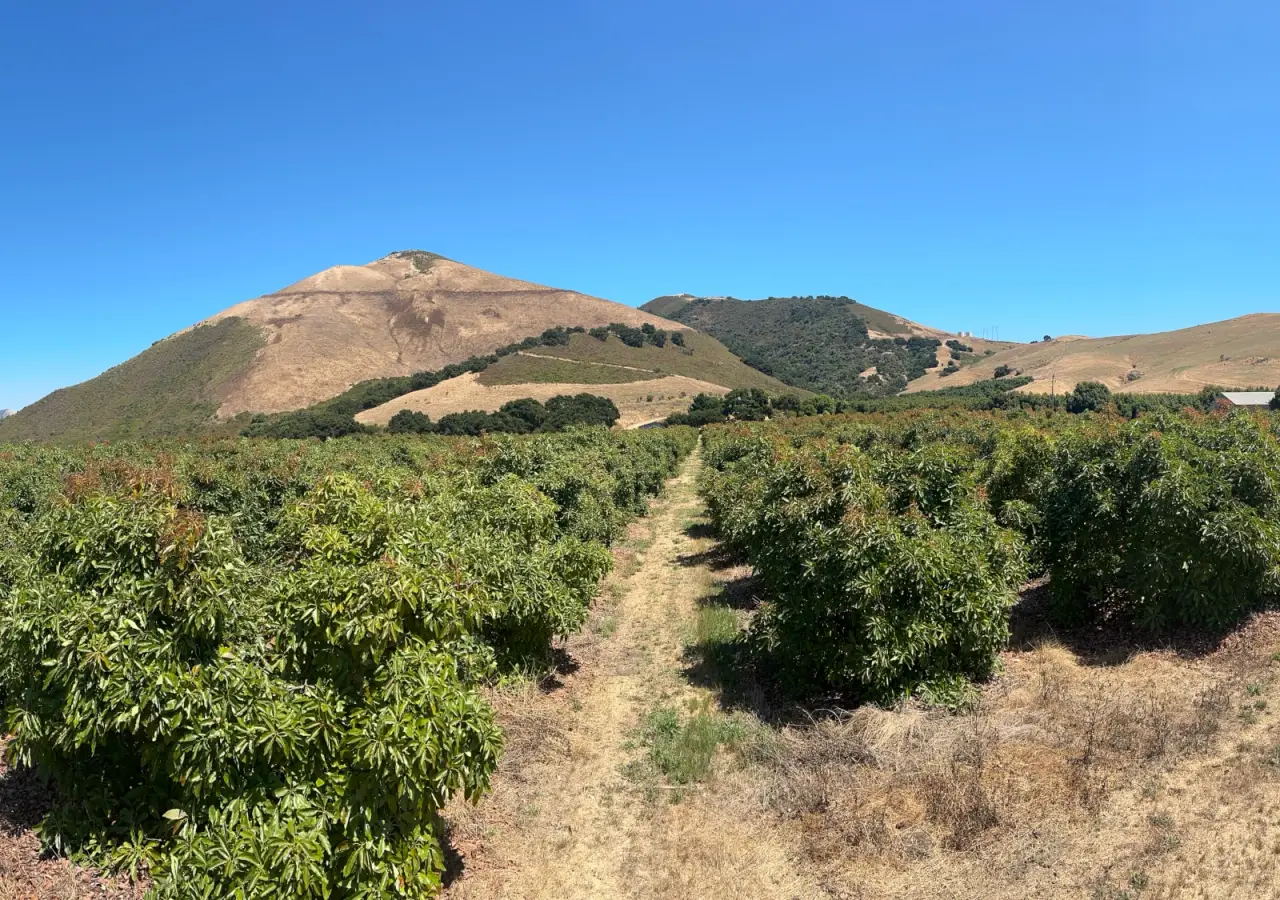 Large California orchard blocks set against dry hills