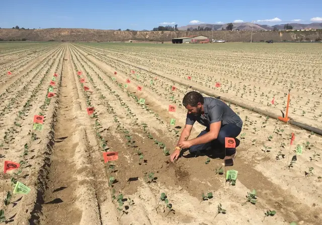 Agronomist inspecting young crop rows during a field visit